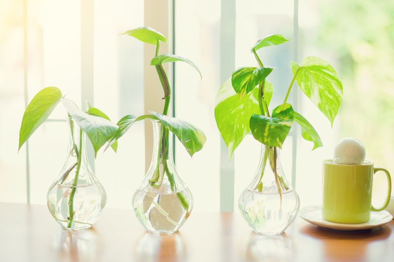selective focus of golden pothos tree in the glass vase for decorate house or cafe.