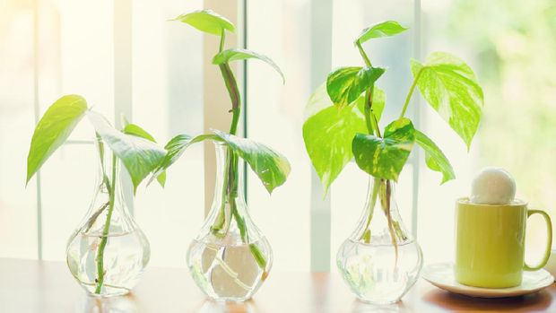 selective focus of golden pothos tree in the glass vase for decorate house or cafe. Foto: Getty Images/iStockphoto/Koonsiri Boonnak