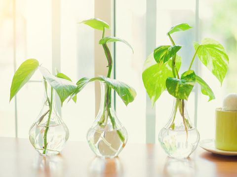 selective focus of golden pothos tree in the glass vase for decorate house or cafe.