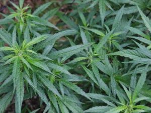 Kata Peneliti Soal Ganja Disebut Tak Layak Dikategorikan Narkotika Golongan I