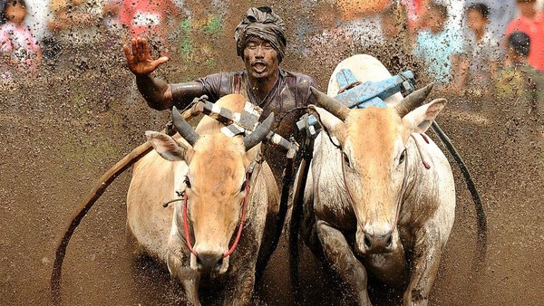 Permainan ini setiap tahunnya diselenggarakan secara bergiliran selama empat minggu di empat kecamatan di Kabupaten Tanah Datar yaitu Kecamatan Pariangan, Kecamatan Rambatan, Kecamatan Lima Kaum dan Kecamatan Sungai Tarab. Permainan ini setiap tahunnya diselenggarakan secara bergiliran selama empat minggu di empat kecamatan di Kabupaten Tanah Datar yaitu Kecamatan Pariangan, Kecamatan Rambatan, Kecamatan Lima Kaum dan Kecamatan Sungai Tarab.