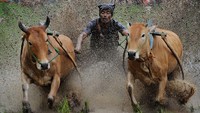 Menurut sejarahnya Pacu Jawi awalnya adalah acara hiburan bagi para petani usai masa panen untuk mengisi waktu luang sekaligus menjadi sarana hiburan bagi masyarakat setempat.  
