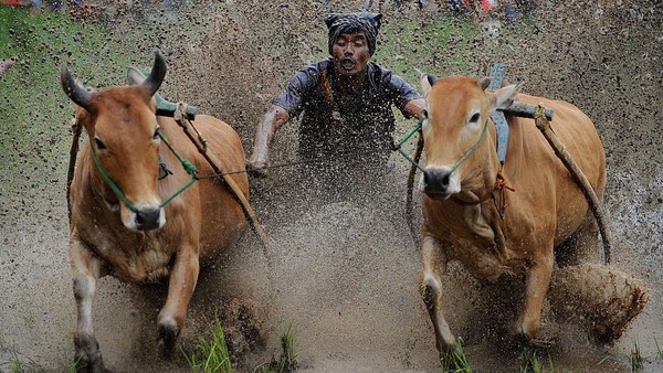 Menurut sejarahnya Pacu Jawi awalnya adalah acara hiburan bagi para petani usai masa panen untuk mengisi waktu luang sekaligus menjadi sarana hiburan bagi masyarakat setempat. Menurut sejarahnya Pacu Jawi awalnya adalah acara hiburan bagi para petani usai masa panen untuk mengisi waktu luang sekaligus menjadi sarana hiburan bagi masyarakat setempat.