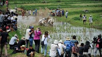 Tempat berlangsungnya Pacu Jawi yang sebenarnya adalah sawah mendadak ramai seperti pasar. Warga berbondong-bondong datang untuk menyaksikan langsung Pacu Jawi, tidak hanya warga lokal saja tetapi juga wisatawan dari luar daerah hingga mancanegara tak mau ketinggalan.  