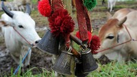 Namun saat ini pemerintah setempat banyak memfasilitasi ataupun membantu mengemas acara ini menjadi lebih baik guna menarik minat wisatawan nusantara maupun mancanegara.  