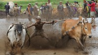 Pacu Jawi sama halnya dengan Karapan Sapi di Madura namun tidak sama. Perbedaan paling mencolok dari Pacu Jawi di Tanah Datar dengan Karapan Sapi Madura adalah lahan yang digunakan. Kalau Karapan Sapi menggunakan tanah datar sebagai arena, sedangkan Pacu Jawi menggunakan area sawah yang sudah basah.  