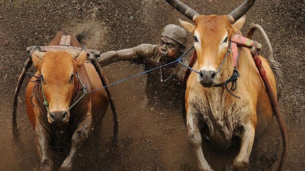 Pacu Jawi menggunakan sepasang sapi yang telah terpasang alat bajak pacu yang terbuat dari bambu sebagai alat berpijak bagi sang joki. Pacu Jawi menggunakan sepasang sapi yang telah terpasang alat bajak pacu yang terbuat dari bambu sebagai alat berpijak bagi sang joki.