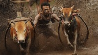 Setelah sang joki dan sapinya siap maka sapi dikagetkan dengan berbagai cara, ada yang berteriak, ada yang menepuk bagian belakang sapi ada juga yang menggigit ekor sapi supaya sapi berlari dengan kencang. Ketika sapi mulai berlari dilahan yang basah maka cipratan lumpur berterbangan, para penonton bersorak sorai dan para fotografer dengan senang hati mengabadikan momen tersebut.   