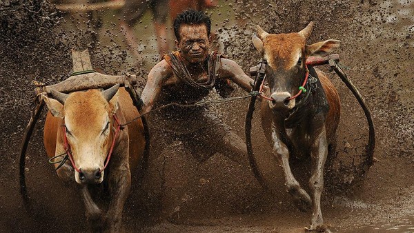Setelah sang joki dan sapinya siap maka sapi dikagetkan dengan berbagai cara, ada yang berteriak, ada yang menepuk bagian belakang sapi ada juga yang menggigit ekor sapi supaya sapi berlari dengan kencang. Ketika sapi mulai berlari dilahan yang basah maka cipratan lumpur berterbangan, para penonton bersorak sorai dan para fotografer dengan senang hati mengabadikan momen tersebut. Setelah sang joki dan sapinya siap maka sapi dikagetkan dengan berbagai cara, ada yang berteriak, ada yang menepuk bagian belakang sapi ada juga yang menggigit ekor sapi supaya sapi berlari dengan kencang. Ketika sapi mulai berlari dilahan yang basah maka cipratan lumpur berterbangan, para penonton bersorak sorai dan para fotografer dengan senang hati mengabadikan momen tersebut.
