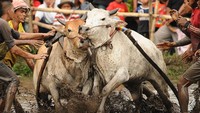 Meski pacu berarti lomba kecepatan namun yang menjadi pemenang bukanlah siapa yang tercepat tetapi yang bisa berlari lurus.Teknis penentuan pemenang ini mengandung filosofi bahwa sapi saja harus berjalan lurus apalagi manusia. Dan manusia yang bisa berjalan lurus tentu akan tinggi nilainya, dialah yang menjadi pemenang.  