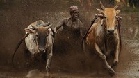 Di Kabupaten Tanah Datar, Sumatera Barat terdapat atraksi budaya yang belakangan ini semakin populer di kalangan wisatawan khususnya pecinta fotografi. Aktraksi tersebut ialah Pacu Jawi.  