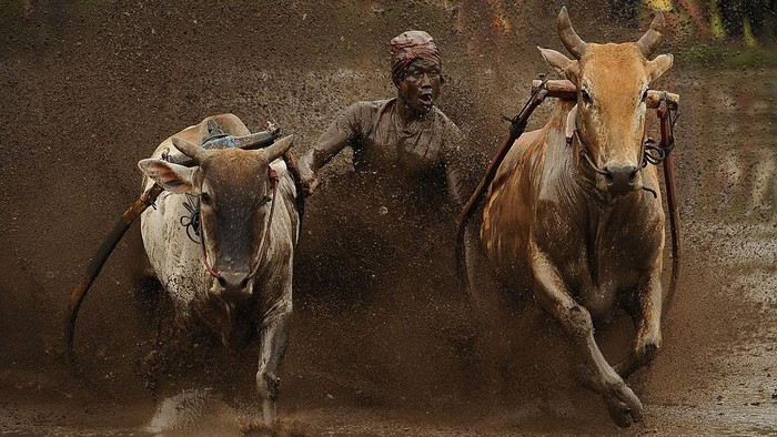Aksi Pacu Jawi yang Bikin Takjub Indonesia negeri yang kaya dengan atraksi wisata berbalut budaya. Pacu Jawi atau balap sapi dari Sumbar jadi bukti nyata.