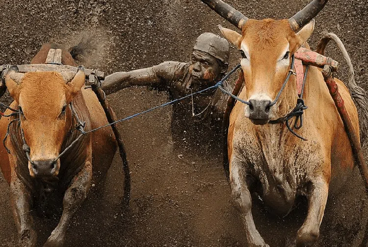 Aksi Pacu Jawi yang Bikin Takjub