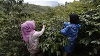Pandemi COVID-19 yang juga telah merambah dataran tinggi Gayo di Aceh tidak menyurutkan semangat para petani kopi arabika di daerah itu untuk terus meningkatkan produksi yang permintaannya kembali meningkat di pasar Internasional.  