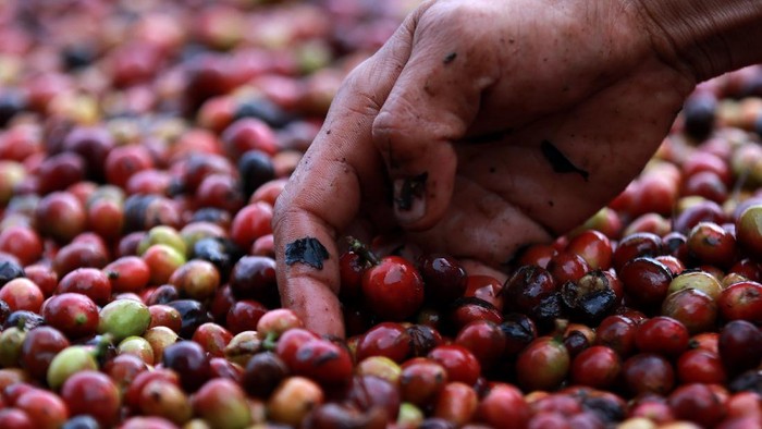 Petani memanen kopi arabika Gayo di Takengon, Aceh Tengah, Aceh.