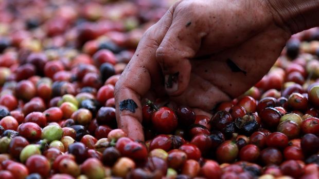 EKSISTENSI PETANI KOPI ARABIKA GAYO DI TENGAH PANDEMI Petani memanen kopi arabika Gayo di Takengon, Aceh Tengah, Aceh.