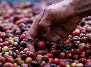 Eksistensi Petani Kopi Arabika Gayo Kala Pandemi