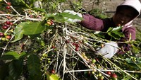 Petani memanen kopi arabika Gayo di Takengon, Aceh Tengah, Aceh.  