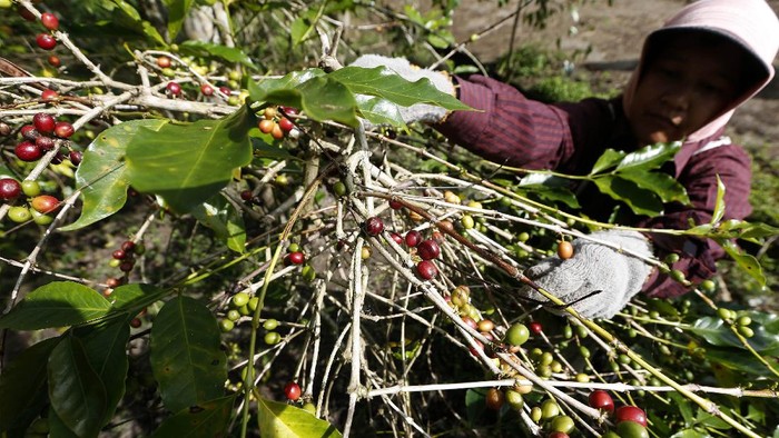 EKSISTENSI PETANI KOPI ARABIKA GAYO DI TENGAH PANDEMI Petani memanen kopi arabika Gayo di Takengon, Aceh Tengah, Aceh.