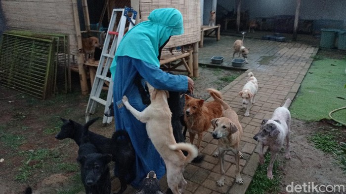Hesti Sutrisno, wanita bercadar yang memelihara puluhan anjing