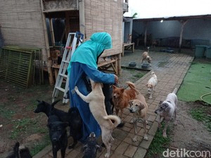 Wanita Bercadar Tak Ingin Anjingnya Diadopsi: Pasti Mau Dimakan