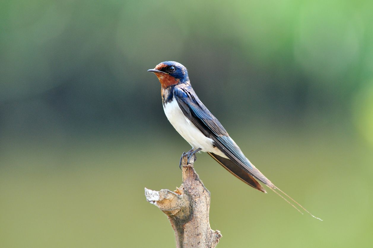 Ini Alasan Mengapa Air Liur Burung Walet Bisa Seharga Mobil Baru