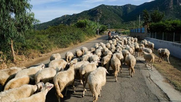 Casu Marzu berasal dari susu domba yang difermentasikan. Beberapa orang mengatakan belatung di keju ini bisa tahan dari gigitan dan menghasilkan telur yang bisa berkembang di usus. (Getty Images) Casu Marzu berasal dari susu domba yang difermentasikan. Beberapa orang mengatakan belatung di keju ini bisa tahan dari gigitan dan menghasilkan telur yang bisa berkembang di usus. (Getty Images)