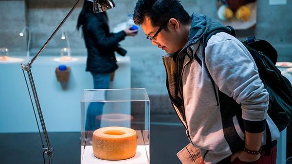 Casu Marzu juga dipajang di Museum Makanan Menjijikan di Swedia. (Getty Images)