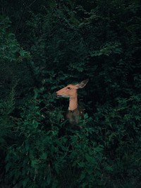 Juara Mobile Photography Awards (MPA) ke-10
