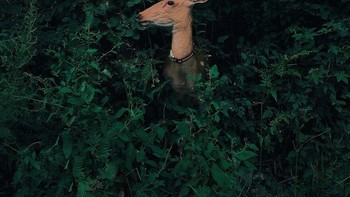 Juara 1 kategori Nature & Wildlife diraih Jian Cui. Device: iPhone XR. Foto: dok. Mobile Photography Awards (MPA)