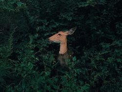 Karya Jawara Kontes Foto Ponsel MPA Ke-10 Didominasi iPhone