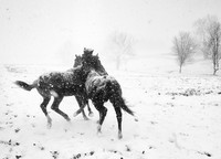 Juara Mobile Photography Awards (MPA) ke-10