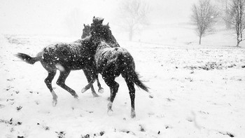 Juara 1 kategori Black & White diraih Alessandra Manzotti. Device: iPhone 5C Foto: dok. Mobile Photography Awards (MPA)