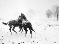Karya Jawara Kontes Foto Ponsel MPA Ke-10 Didominasi iPhone