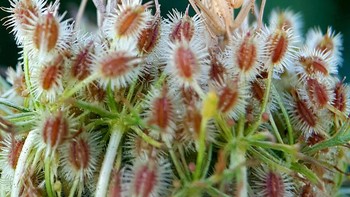 Juara 1 kategori Macro & Details diraih Fabio Sartori. Device: Samsung Galaxy S8. Foto: dok. Mobile Photography Awards (MPA)