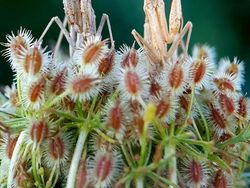 Karya Jawara Kontes Foto Ponsel MPA Ke-10 Didominasi iPhone