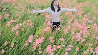 Bunga Gladiol di Fatumnasi Timor Tengah Selatan