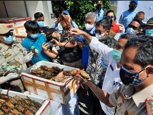 UMKM Balikpapan Ekspor 7 Ton Kepiting Bakau ke China Senilai US$ 78.349