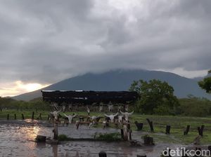 Sudah Tahu? Ini Tempat Terbaik Melihat Taman Nasional Baluran