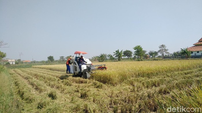 Rencana pemerintah untuk impor beras mendapat penolakan di Lamongan. Selain petani, Komisi B DPRD Lamongan juga menolak rencana tersebut.