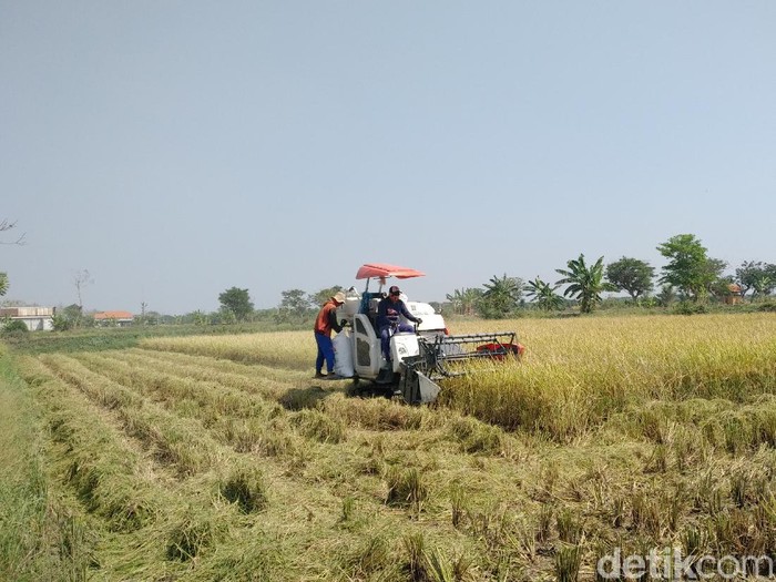 Rencana pemerintah untuk impor beras mendapat penolakan di Lamongan. Selain petani, Komisi B DPRD Lamongan juga menolak rencana tersebut.