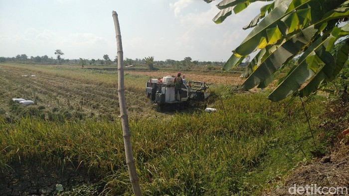 Harga Gabah Murah Petani Keluhkan Kebijakan Pemerintah Impor Beras