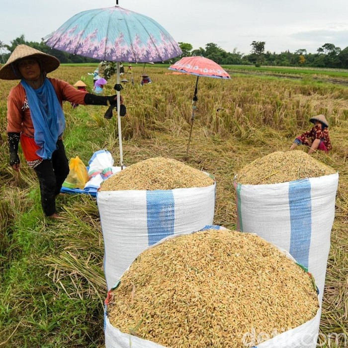 Kata Petani Banyuwangi Soal Rencana Impor Beras Membunuh Secara Perlahan