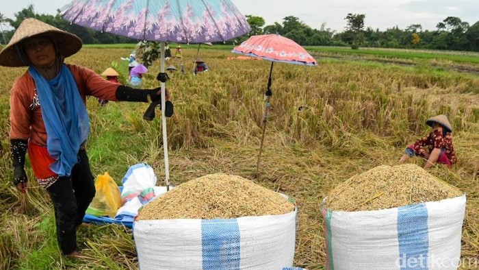 Petani di Banyuwangi tidak setuju dengan rencana pemerintah impor beras. Kebijakan tersebut dinilai sama dengan membunuh petani secara perlahan, karena harga gabah akan semakin rendah.