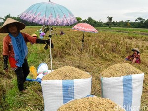 Ekspor Tumbuh 8,72%, Sektor Pertanian Dinilai Penyelamat Ekonomi RI