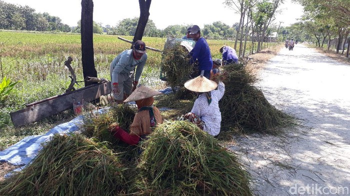 petani di bojonegoro