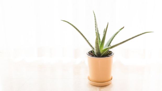 Aloe Vera Plant in a light yellow pot in bright natural light.