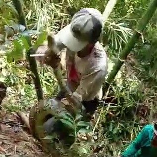 Warga mengevakuasi ular piton di Desa Boyolayar, Sumberlawang, Sragen, Jumat (19/3/2021)