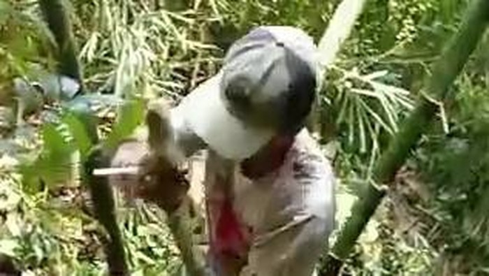 Warga mengevakuasi ular piton di Desa Boyolayar, Sumberlawang, Sragen, Jumat (19/3/2021)