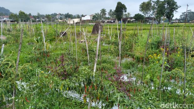 Batu-batu menhir tampak berdiri dan tersebar di lahan padi di Karanganyar, Kamis (18/3/2021).